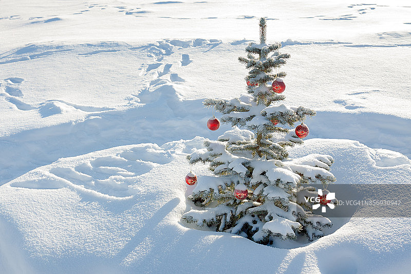 冬季景观用冷杉树装饰圣诞和新年红球和雪图片素材