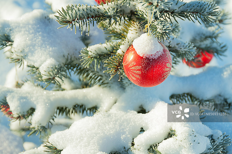 近枝圣诞冷杉树装饰红球图片素材