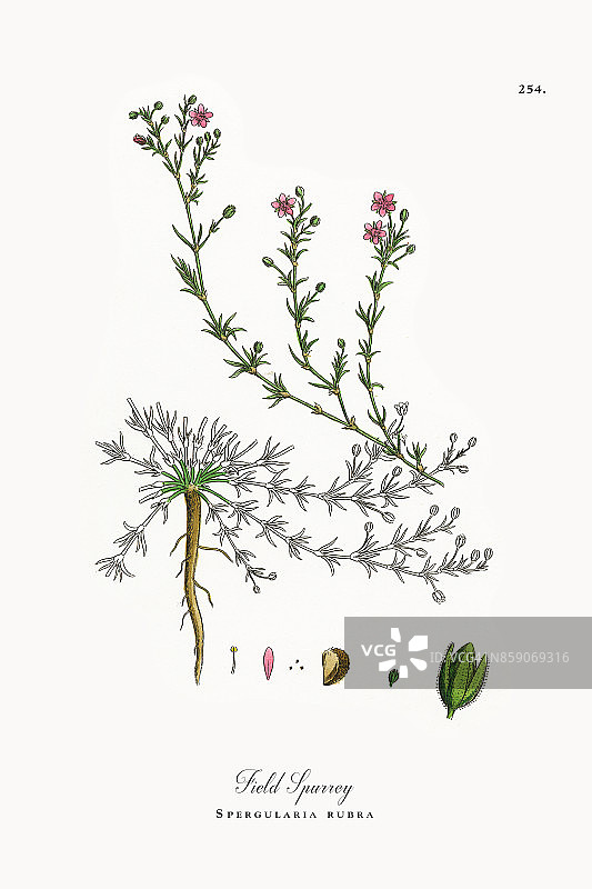 Field Spurrey, Spergularia rubra，维多利亚植物学插图，1863年图片素材