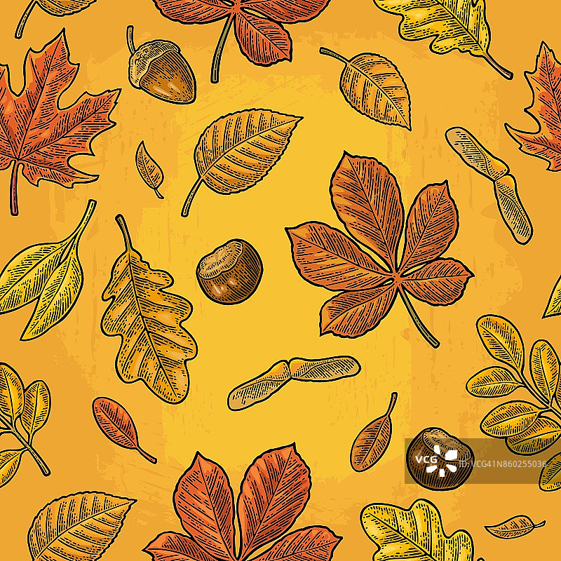 叶子，橡子，栗子和种子的无缝图案。向量的雕刻图片素材