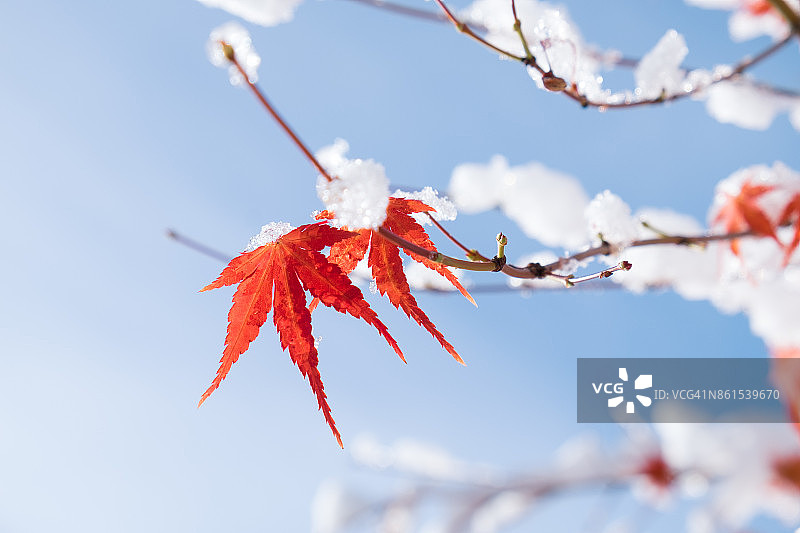红色和黄色的秋天枫树覆盖在雪在川内池子湖，日本图片素材