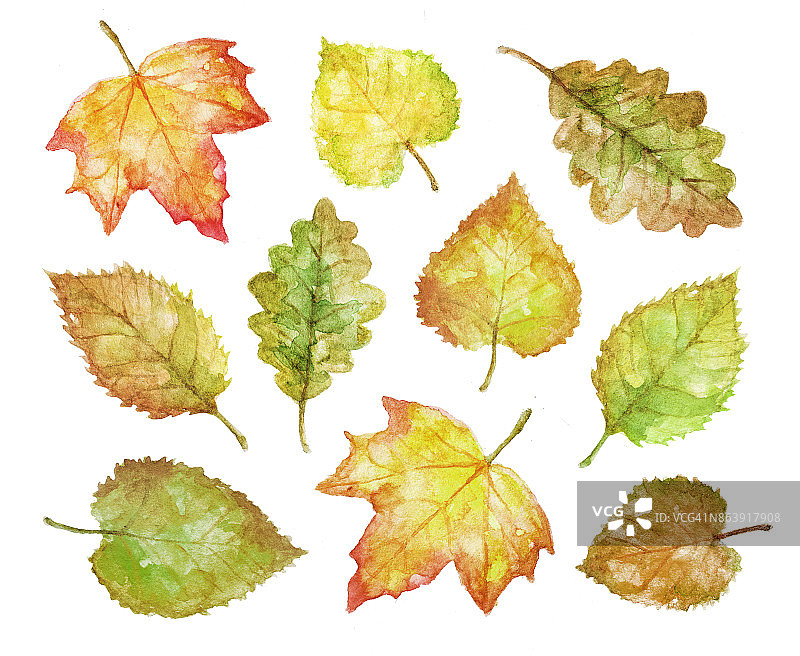 一套手绘的彩色水彩秋叶在白色的背景图片素材