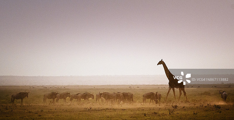 肯尼亚安博塞利的角马和长颈鹿全景图图片素材