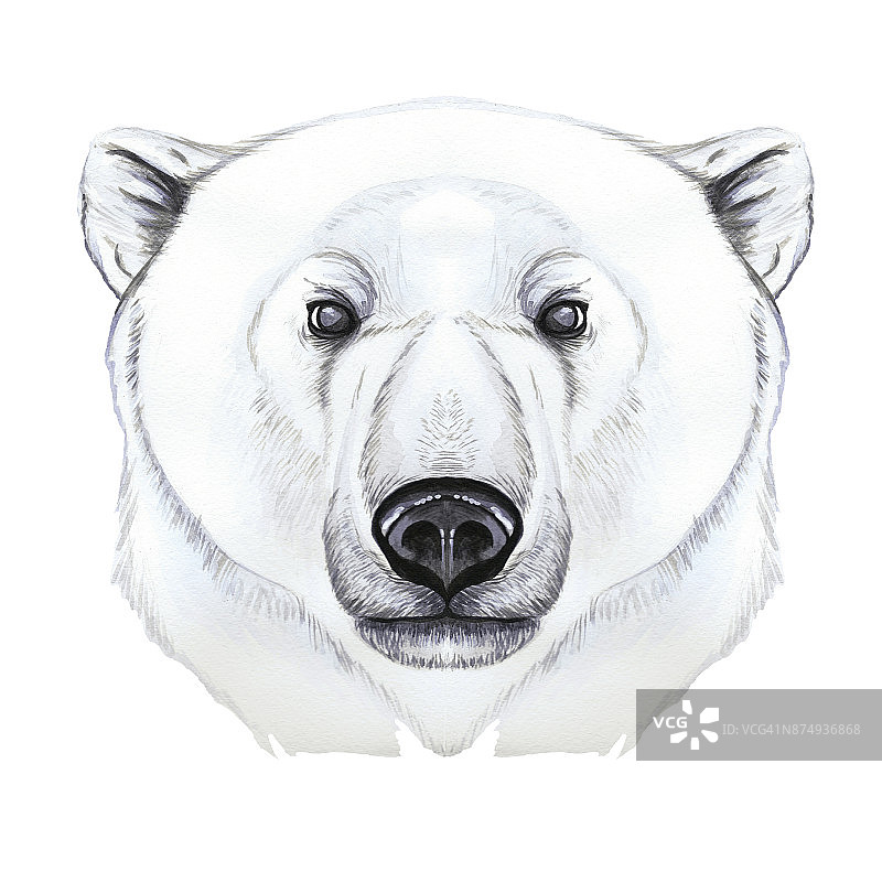 用水彩画的食肉哺乳动物北极熊，艺术，北极熊的肖像，在现实主义风格，白色羊毛，图案，版画，冬天，新年，圣诞节，在白色的背景图片素材