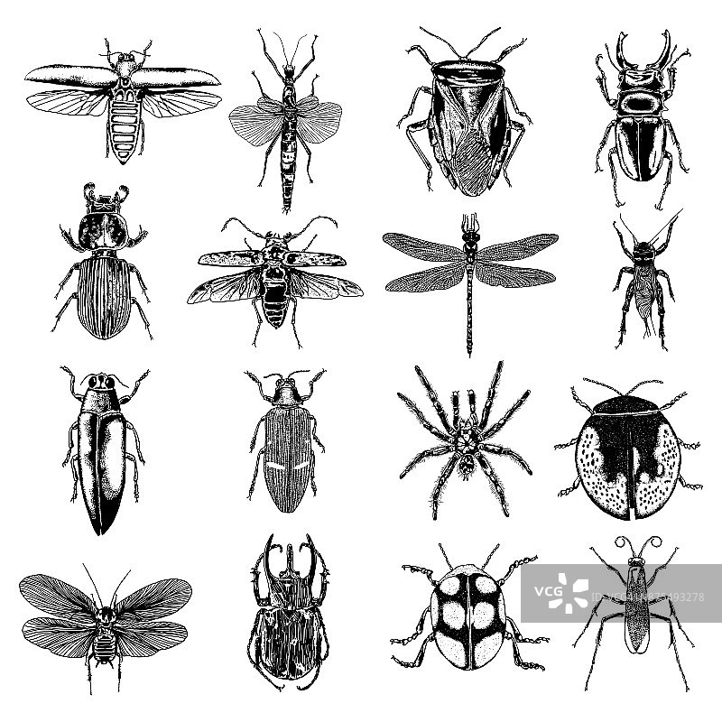 昆虫点画集孤立。昆虫和虫子集合在时髦的刺绣点画和孵化，阴影风格。向量。图片素材