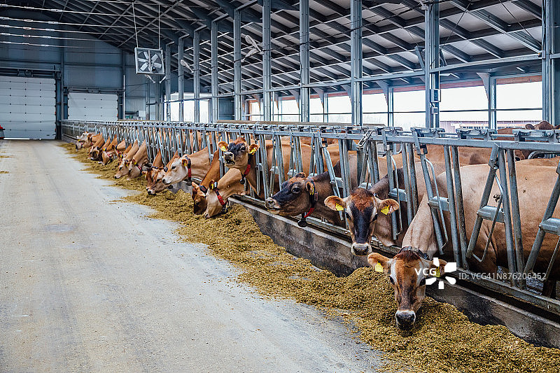 泽西奶牛在一个免费的畜栏图片素材