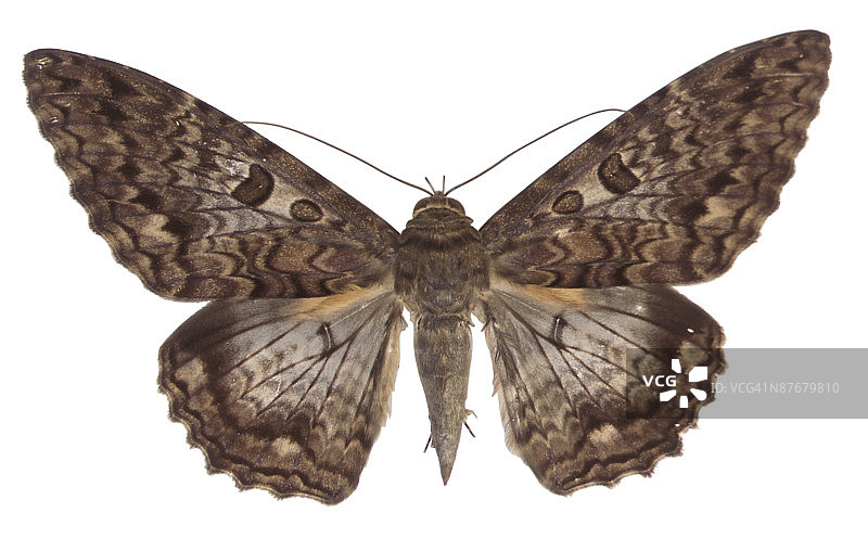 白色背景下蝴蝶的特写镜头图片素材
