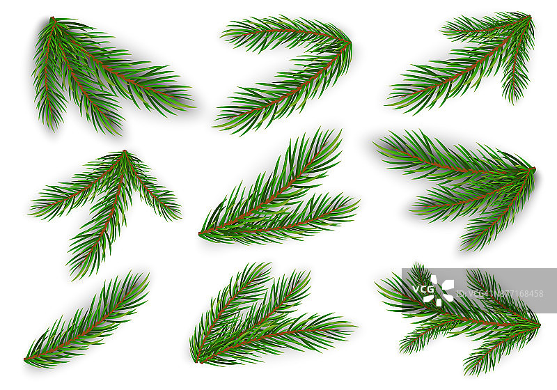一组冷杉树枝。圣诞树,松树。向量Eps10图片素材