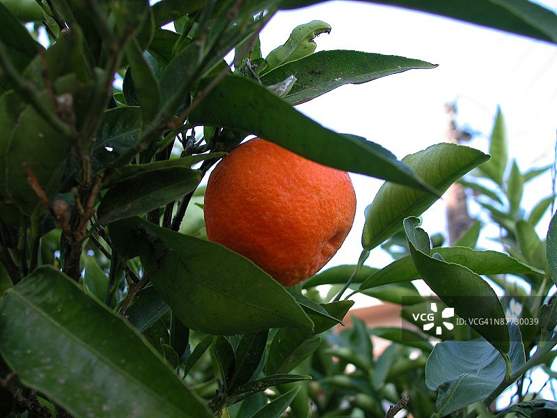 树上橘子的特写镜头图片素材