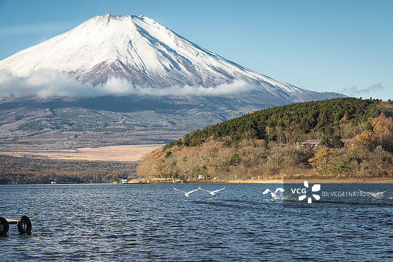 天鹅飞向富士山图片素材