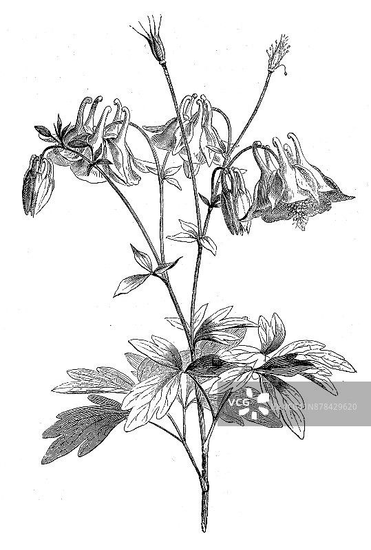 植物学植物仿古雕刻插图:Aquilegia(奶奶的帽子或耧斗菜)图片素材