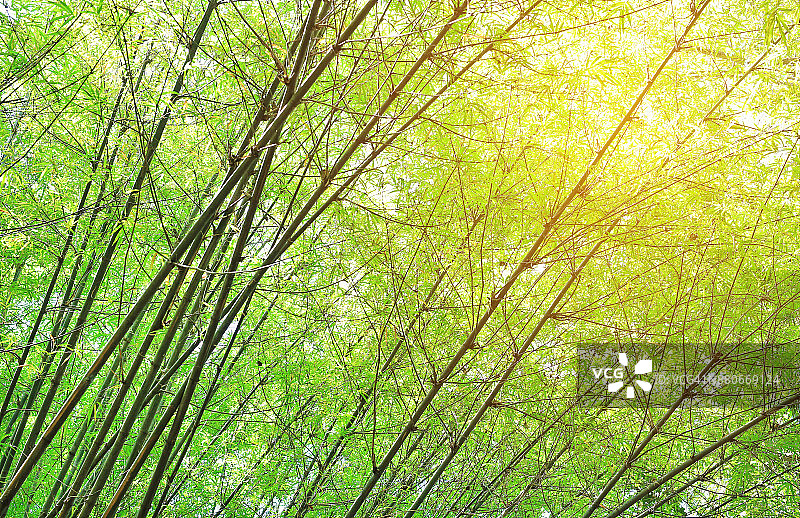 阳光明媚的亚洲竹林。图片素材