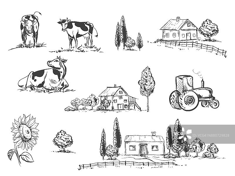 手绘矢量插图设置农场和奶牛，向日葵。sketh。图片素材