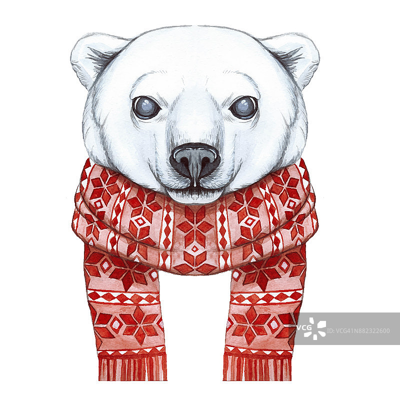 用水彩画的手法画的北极熊在新的一年，圣诞节的主题，在一个编织的红色提花图案的围巾，快乐，微笑，挥舞他的爪子，怀特图片素材