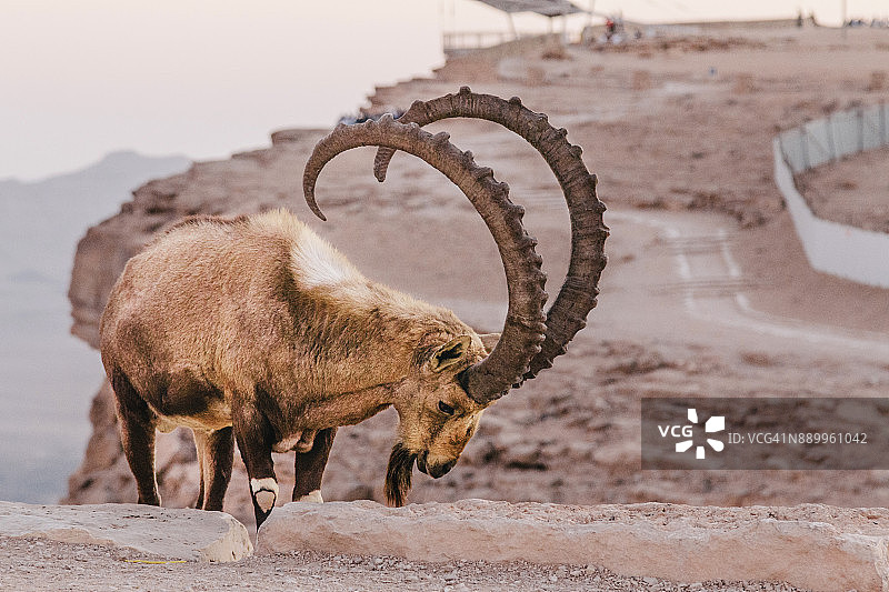 内盖夫沙漠中的努比亚野山羊图片素材