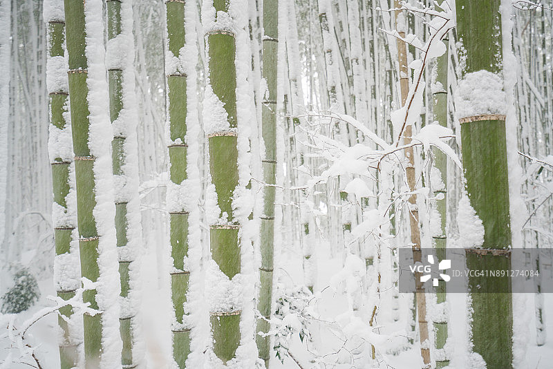 日本京都岚山的雪顶竹林图片素材
