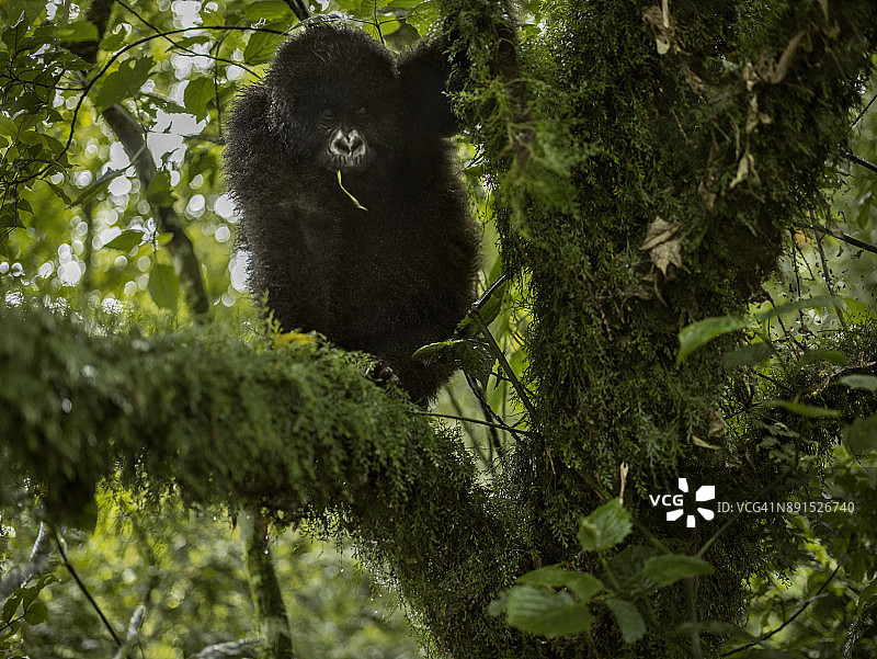 年幼的山地大猩猩站在长满苔藓的树枝上。图片素材