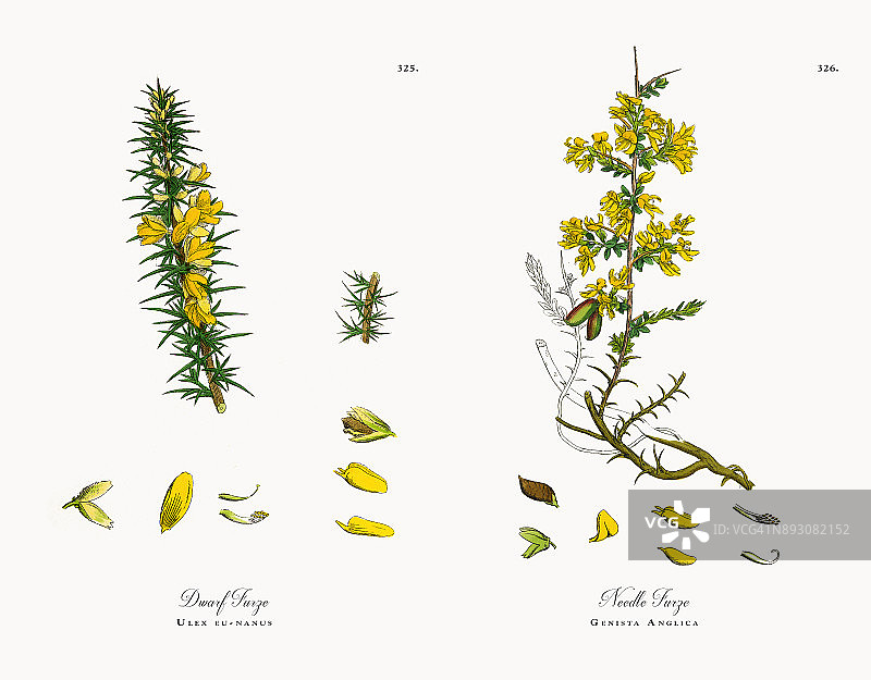 侏儒Furze, Ulex eunanus，维多利亚植物学插图，1863年图片素材