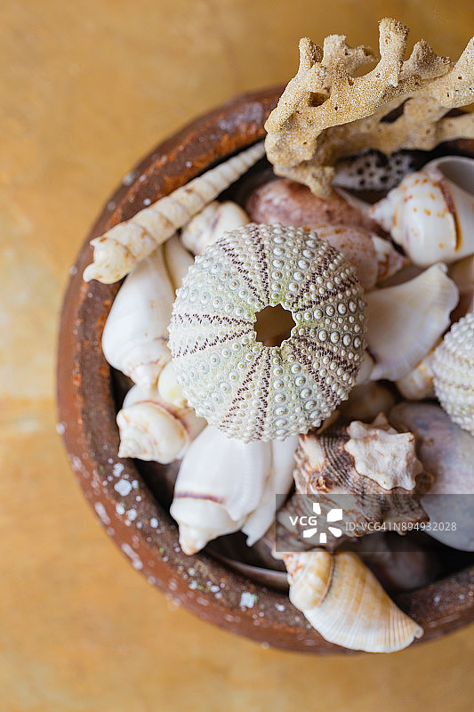 贝壳和珊瑚的收集在陶罐。海洋主题的装饰图片素材