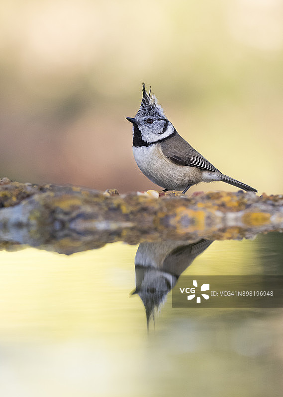 凤头山雀(Lophophanes cristatus)，栖息在靠近水的一块石头上，在山景中吃喝。西班牙、欧洲。图片素材