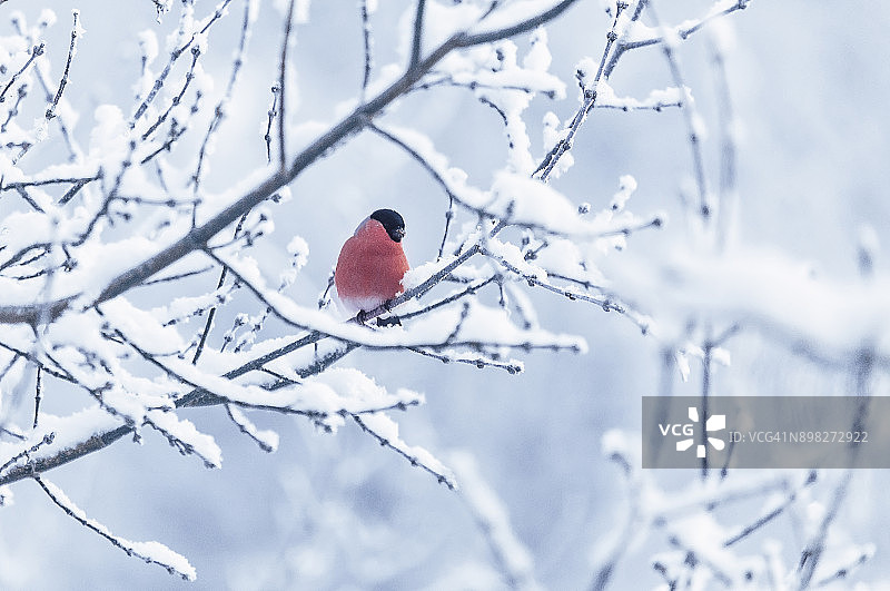 白雪皑皑的树枝上的红腹灰雀图片素材
