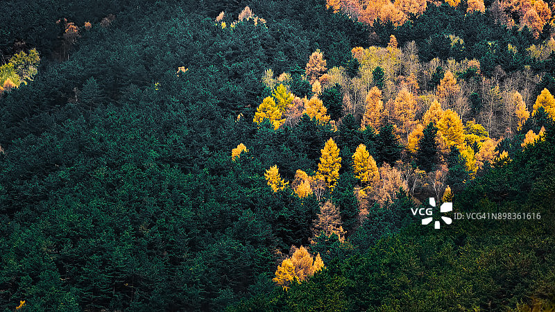 秋天树木的各种颜色图片素材
