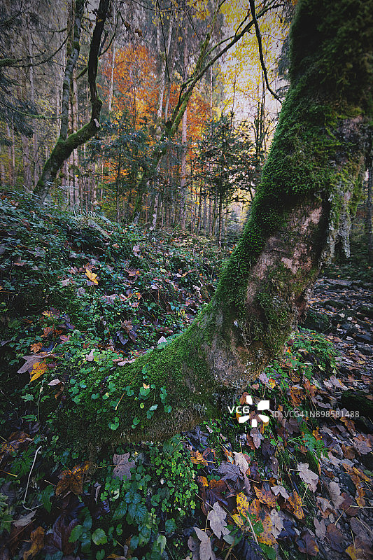 秋天森林风光，巴伐利亚阿尔卑斯山图片素材