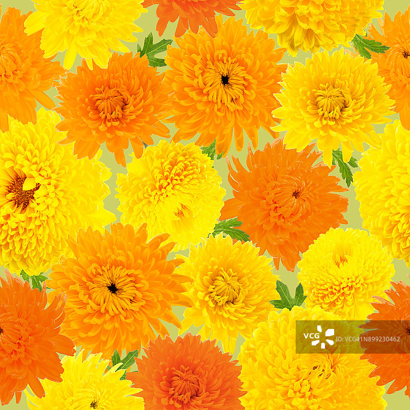 橙色和黄色菊花在浅绿色的背景上形成无缝图案。图片素材