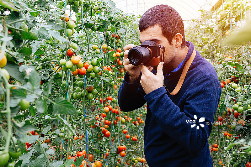 游客给绿色的西红柿拍照图片素材