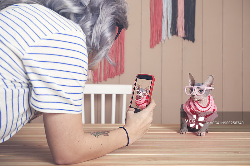 一个女人正在用手机拍斯芬克斯猫的照片，它穿着套头衫，戴着有趣的眼镜图片素材