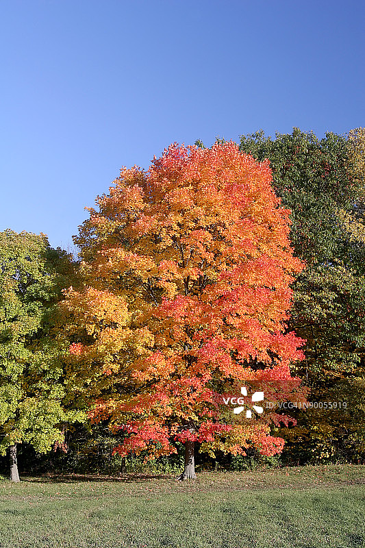 伊利诺斯州的秋叶图片素材