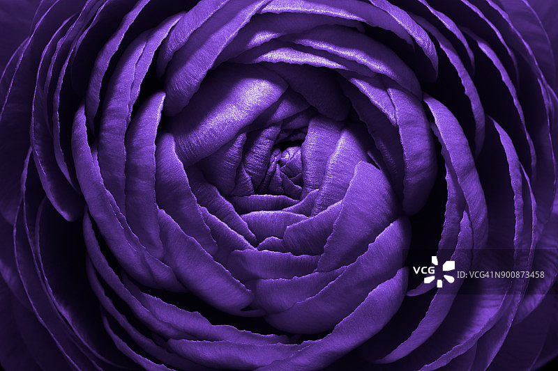 紫花微距拍摄图片素材