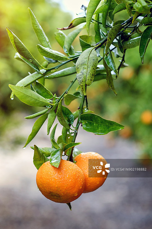 橘子树图片素材