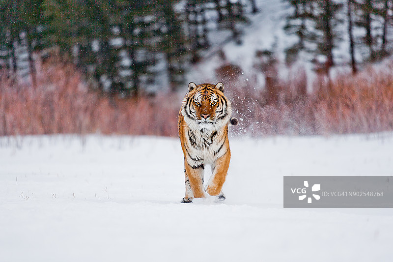 一只老虎正在雪地上跳跃图片素材