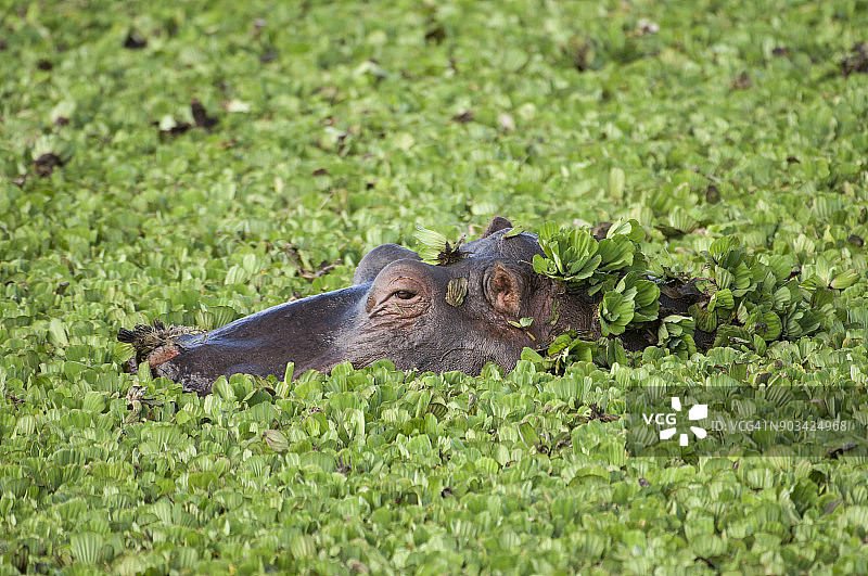 野生非洲河马的特写，头在水上漂浮的莴苣图片素材