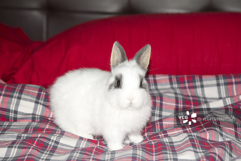 兔子在床上图片素材