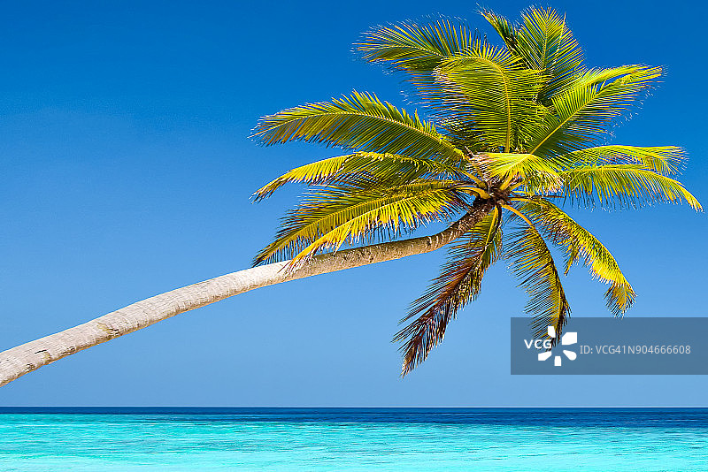 马尔代夫Lankanfinolhu岛的椰子树图片素材