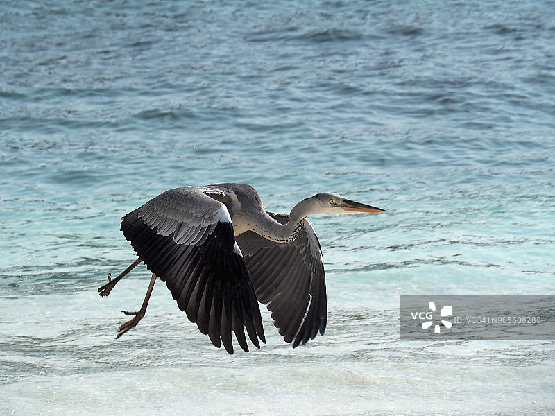在马尔代夫岛上展翅的苍鹭图片素材