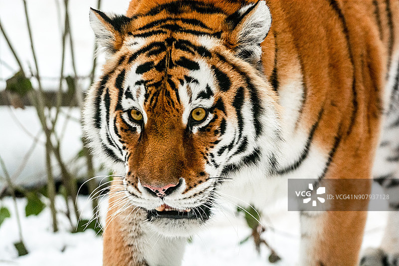 雪中缓慢行走的西伯利亚虎图片素材