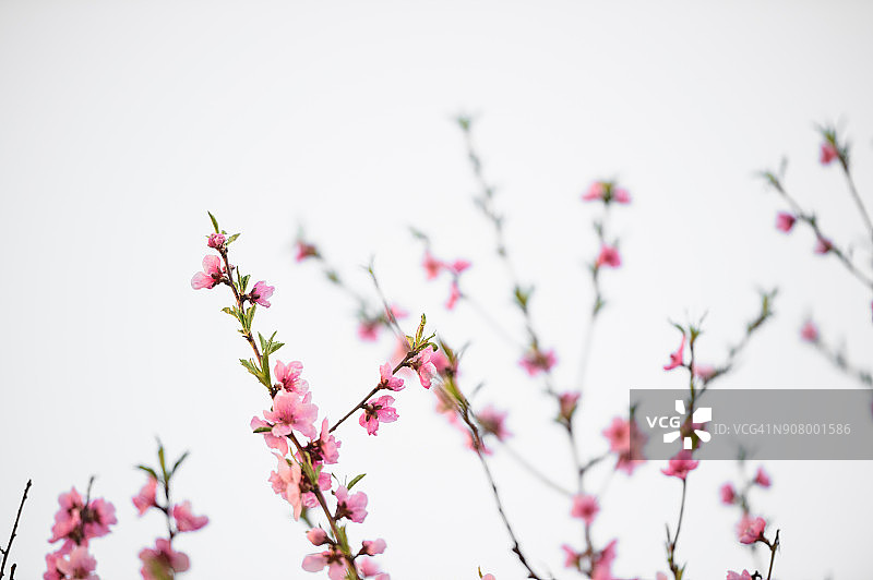 樱桃的花图片素材