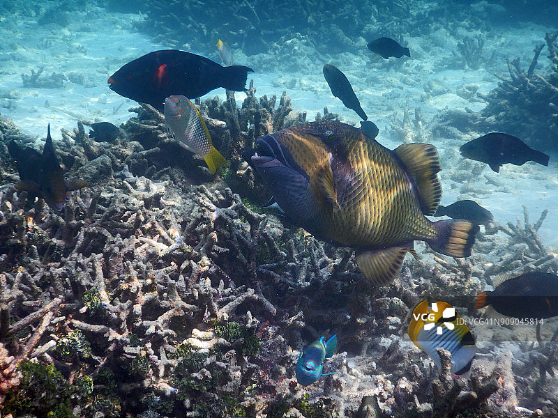 马尔代夫泻湖的一群多色热带鱼图片素材