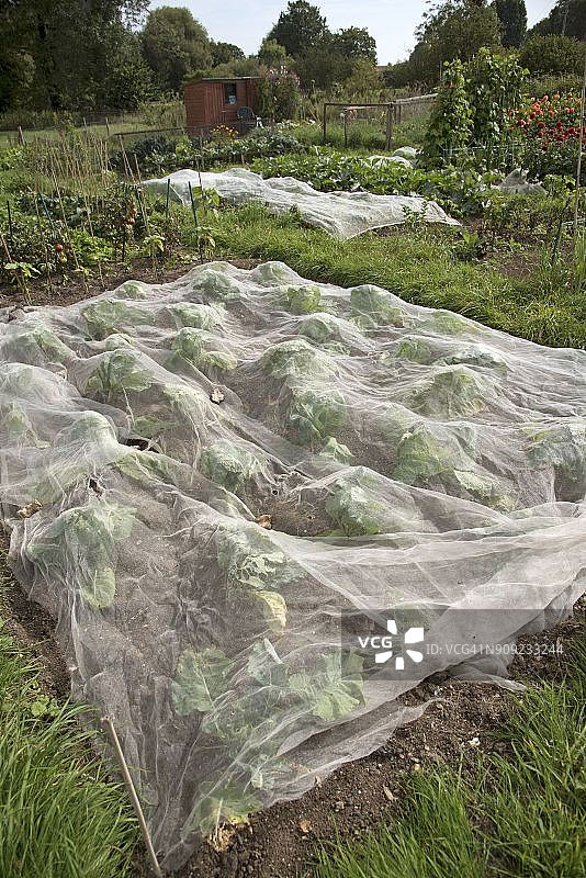 覆盖农作物的塑料网可以保护农作物免受鸟类的伤害图片素材