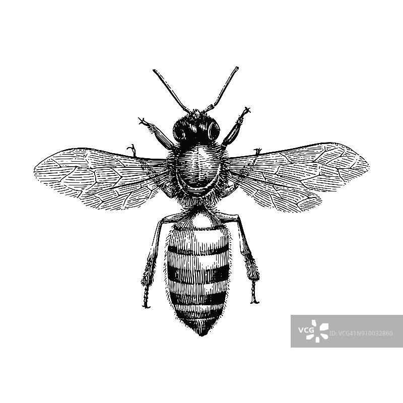 蜜蜂手绘古董版画插图孤立在白色的背景图片素材