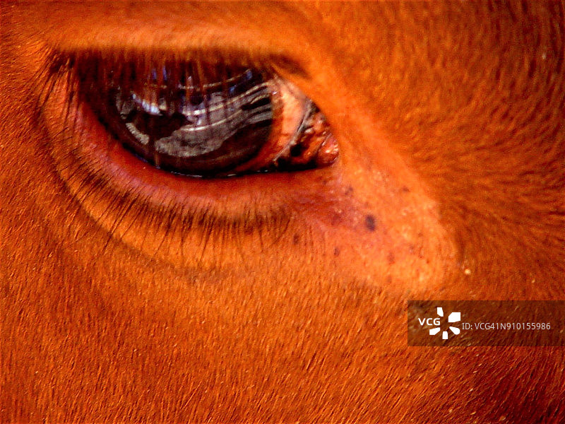 牛的眼睛图片素材