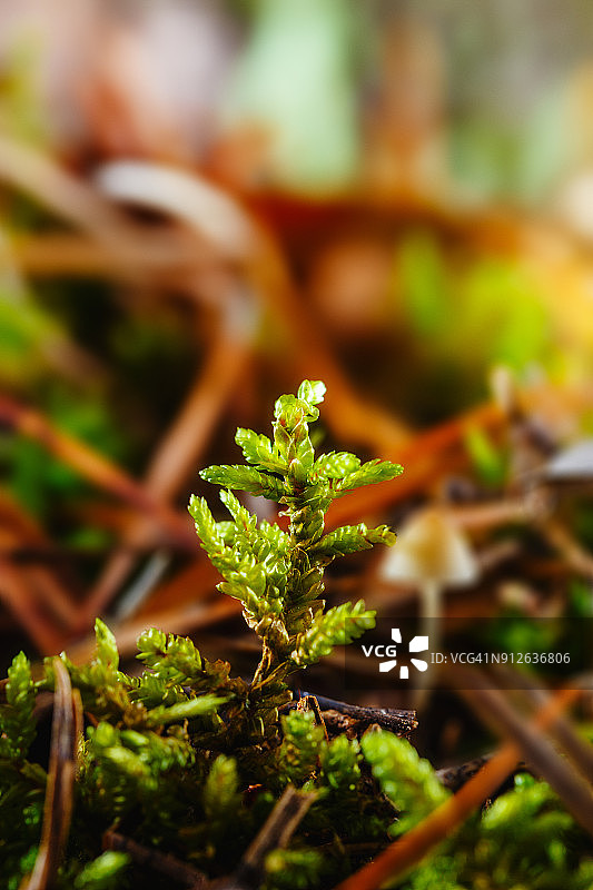 极端近距离的绿色苔藓在多彩的自然模糊的背景图片素材