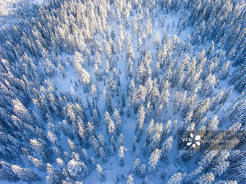 从上面看，云杉上覆盖着积雪图片素材
