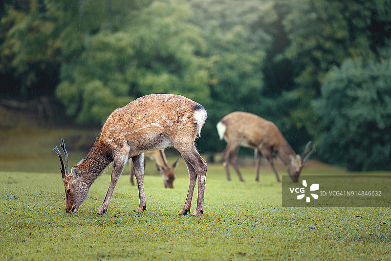日本奈良公园的鹿群图片素材