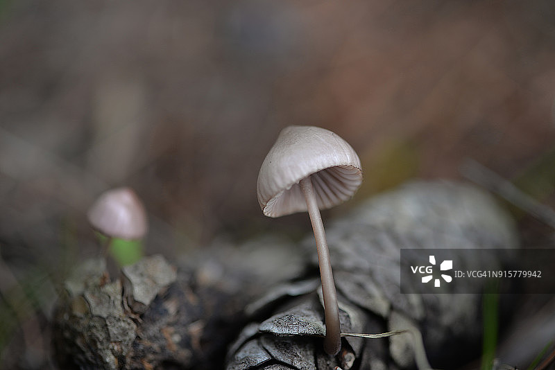 森林里野生蘑菇的特写图片素材