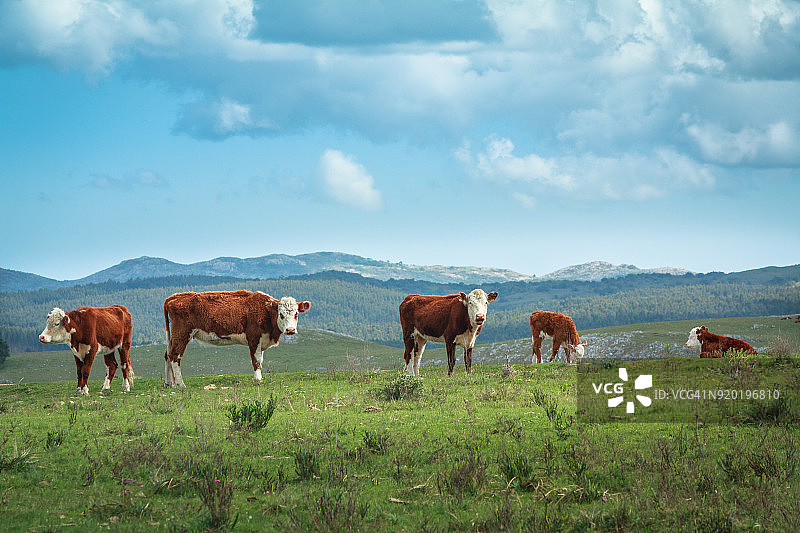 乌拉圭马尔多纳多的乡村景象，养牛食用牛肉图片素材