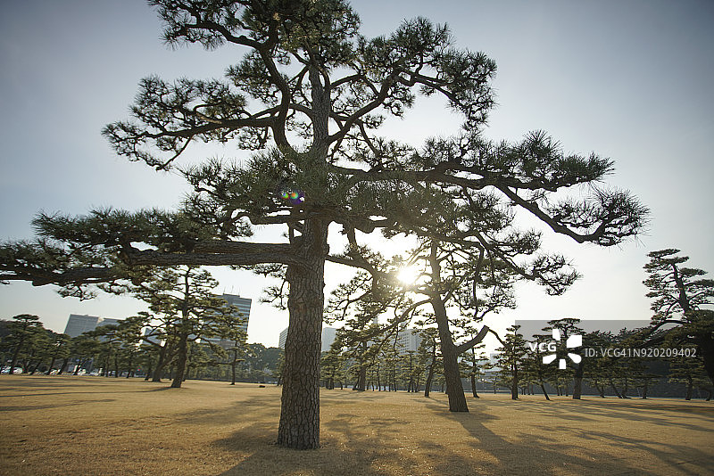 日本东京摩天大楼前的松树公园图片素材